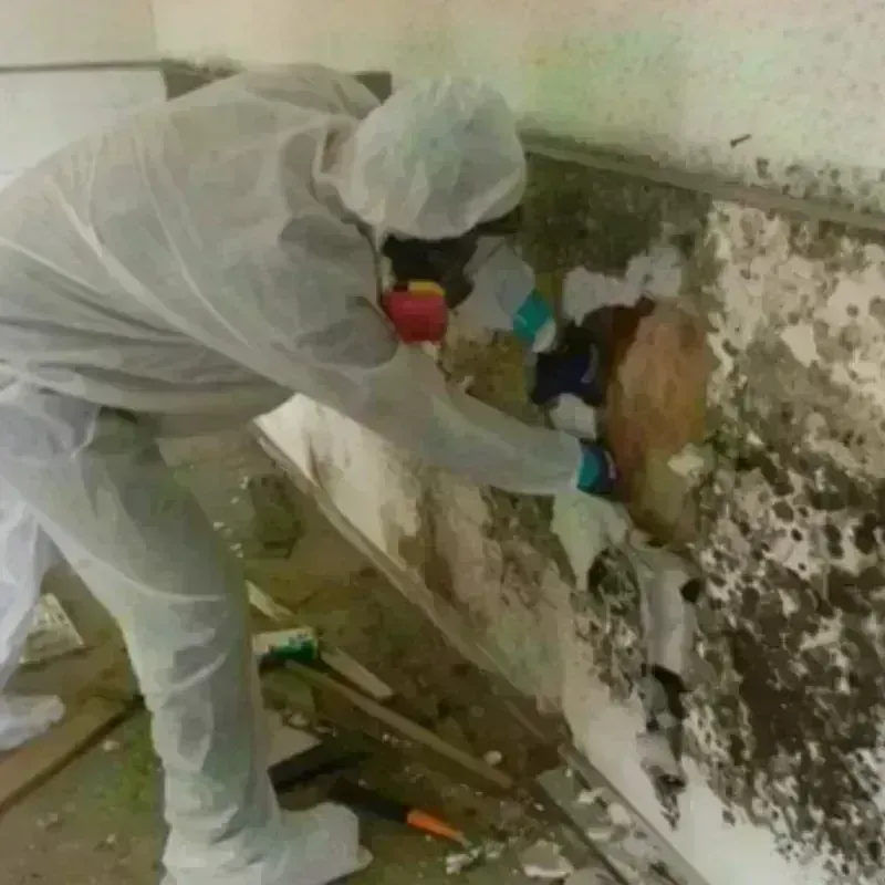 Mold Remediation and Removal in Taylorville, IL